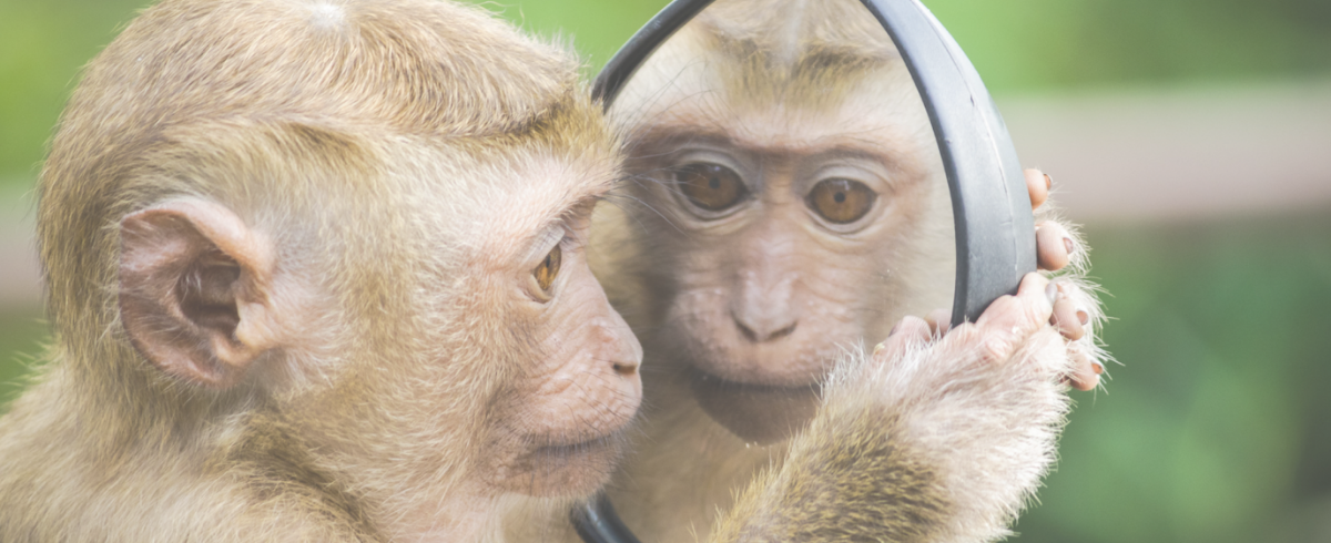 Morality in Primates